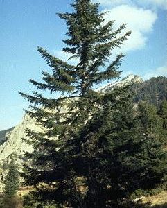 ALBA
