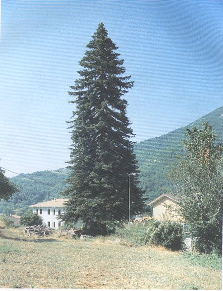 PINSAPO