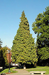 LAWSONIANA