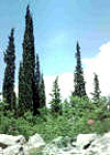 SEMPERVIRENS HORIZONTALIS