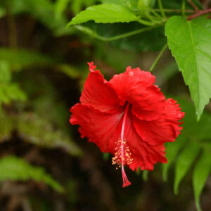 Hibiscus sabdariffa
