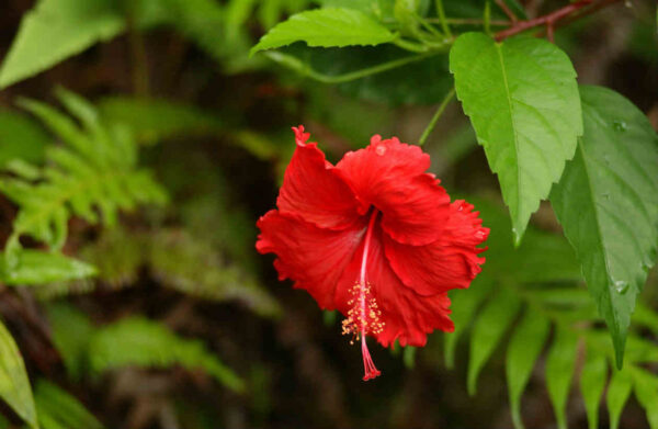 Hibiscus sabdariffa
