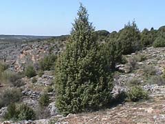 OXYCEDRUS