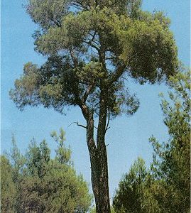 ELDARICA