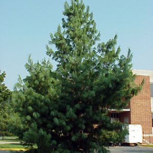 WALLICHIANA (EXCELSA, GRIFFITHII)