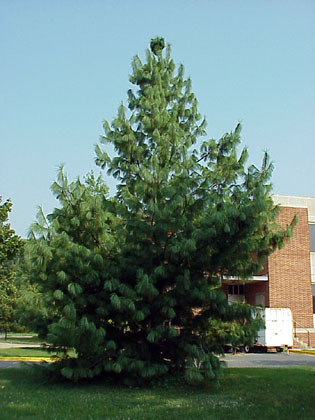 WALLICHIANA (EXCELSA, GRIFFITHII)