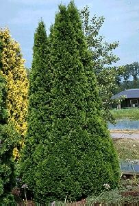 OCCIDENTALIS