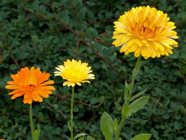 Caléndula officinalis - Imagen 2