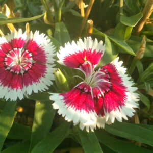 Dianthus chinensis