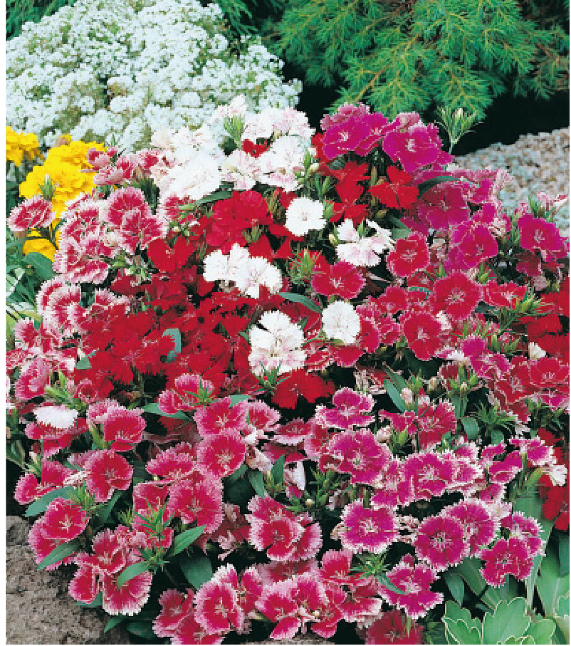 Dianthus chinensis - Imagen 2