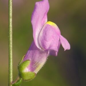 Antirrhinum majus