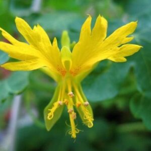 Tropaeolum peregrinum