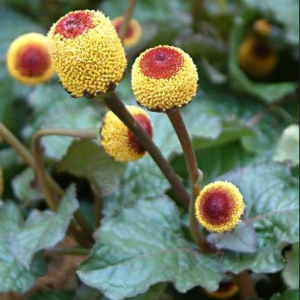 Spilanthes oleracea