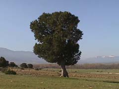 THURIFERA