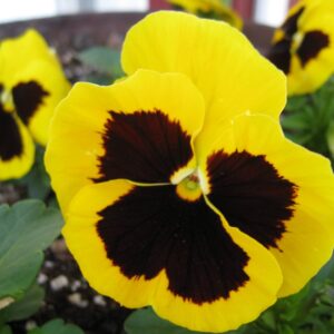 Viola vittrockiana