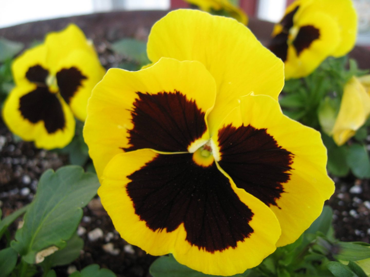 Viola vittrockiana