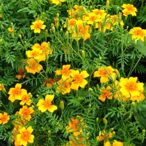 Tagete tenuifolia