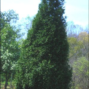 PLICATA