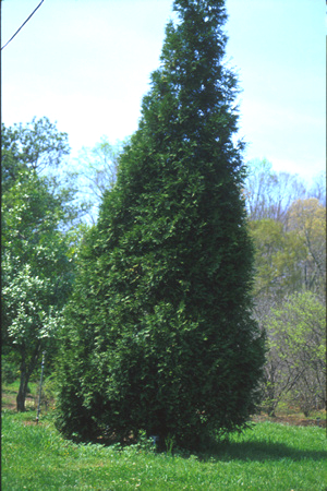 PLICATA