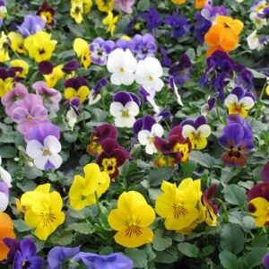 Viola cornuta ecológica