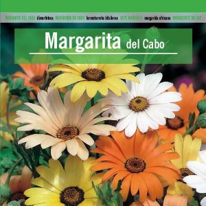MARGARITA DEL CABO Dimorphoteca sinuata