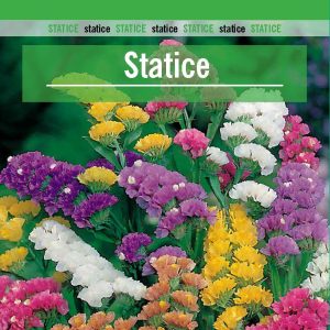 STATICE Limonium sinuatum
