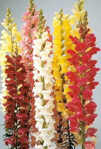 Antirrhinum majus ROCKET F1