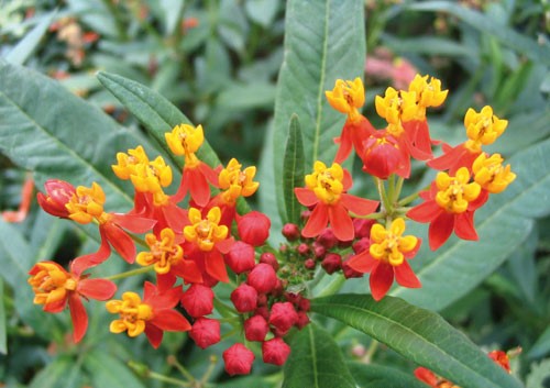 Asclepias currassavica RED BUTTERFLY