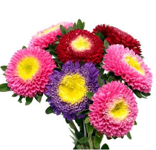 Callistephus chinensis CHINA - Imagen 3
