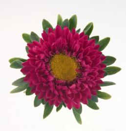 Callistephus chinensis FAN® - Imagen 3