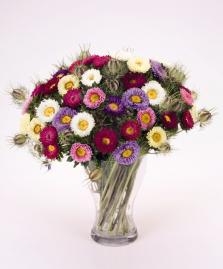 Callistephus chinensis FAN® - Imagen 4