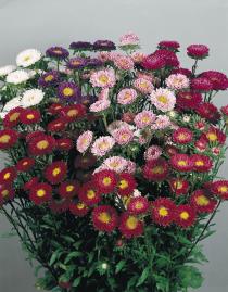 Callistephus chinensis FAN® - Imagen 6