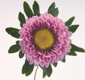 Callistephus chinensis FAN® - Imagen 5