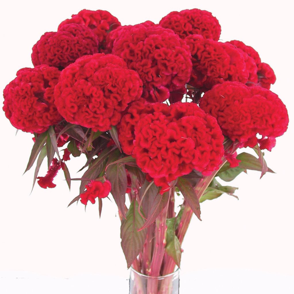 Celosia cristata nana CHIEF - Imagen 3