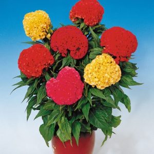 Celosia cristata nana CHIEF