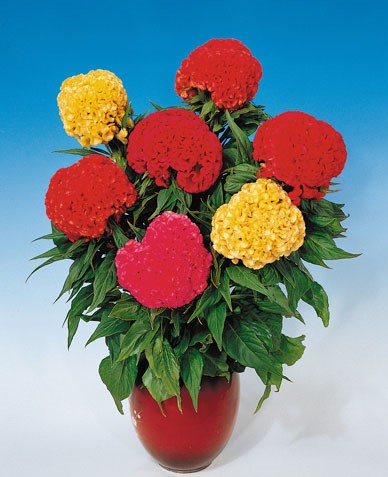 Celosia cristata nana CHIEF
