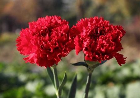 Dianthus caryophyllus CHABAUD - Imagen 4