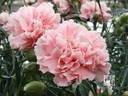 Dianthus caryophyllus CHABAUD - Imagen 3
