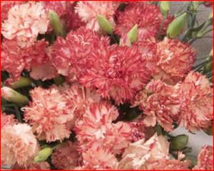 Dianthus caryophyllus CHABAUD - Imagen 5