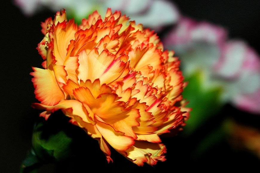 Dianthus caryophyllus CHABAUD - Imagen 8
