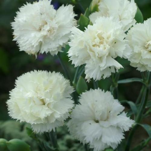Dianthus caryophyllus CHABAUD - Imagen 6