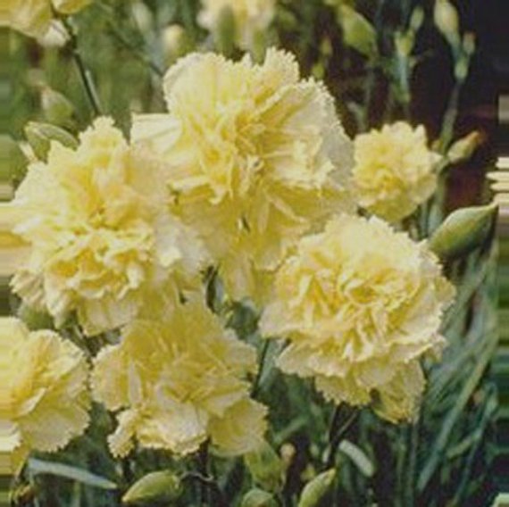 Dianthus caryophyllus CHABAUD - Imagen 7