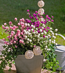 Gomphrena globosa LAS VEGAS