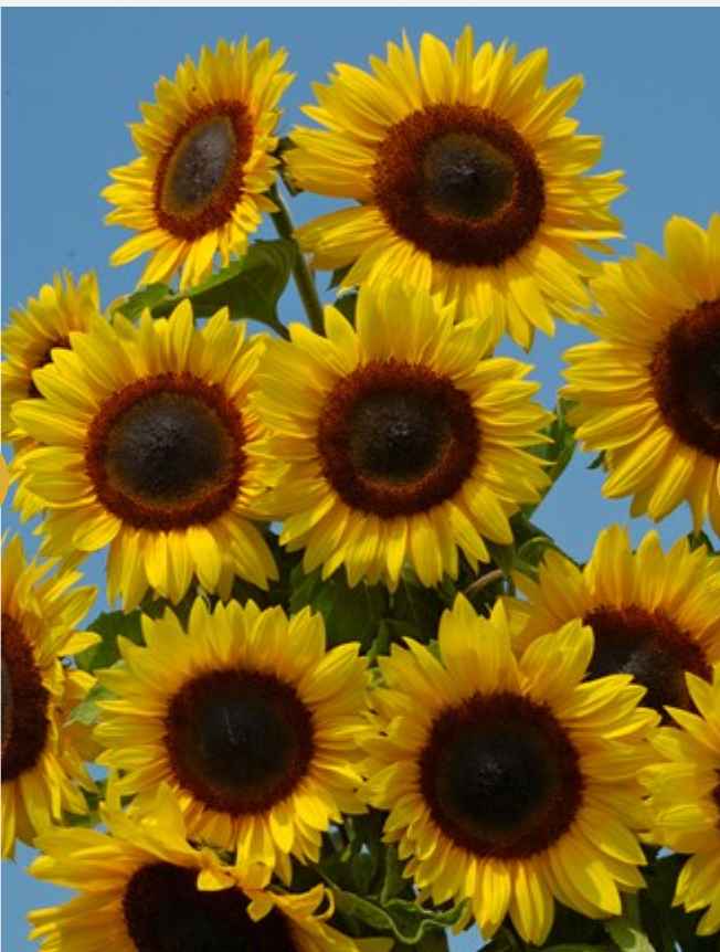 Helianthus annus FUL SUN IMPROVED F1