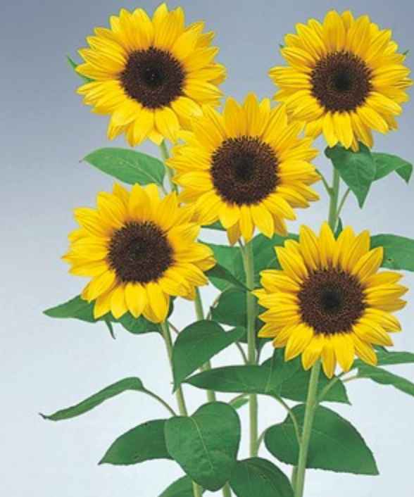 Helianthus annuus PREMIER® F1