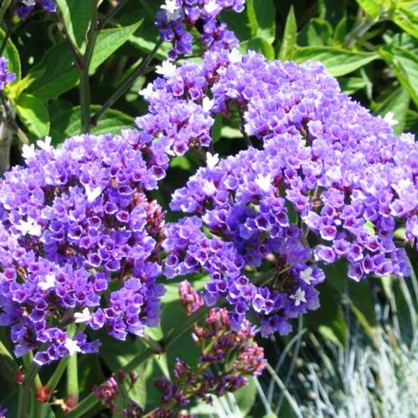 Limonium sinuatum PACIFIC MIX - Imagen 3
