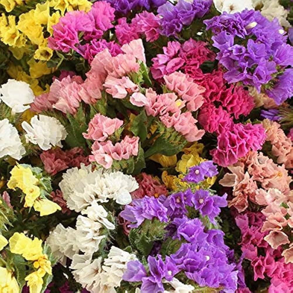 Limonium sinuatum PACIFIC MIX