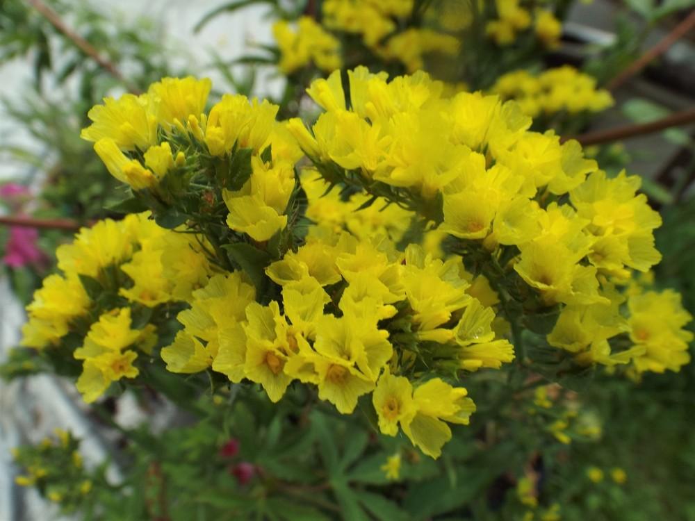 Limonium sinuatum PACIFIC MIX - Imagen 7