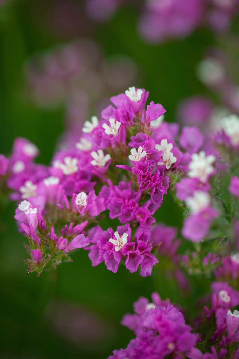 Limonium sinuatum PACIFIC MIX - Imagen 4