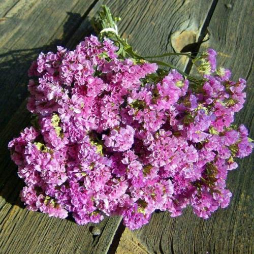 Limonium sinuatum PACIFIC MIX - Imagen 5